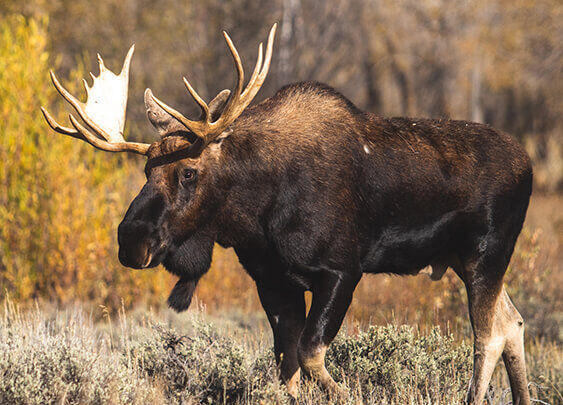 Moose hunting gear list cheap